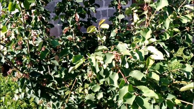 ИРГА.ПОСАДКА И УХОД смотреть онлайн