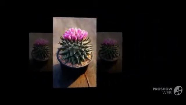 Ariocarpus - garden plants смотреть онлайн