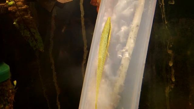 Green Farlowella! смотреть онлайн