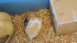 Всё о хомяках, уход и содержание в домашних условиях. Сирийский и джунгарский хомяк