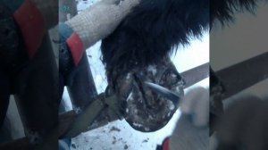 Пробная расчистка копыт лошади в самодельном станке.