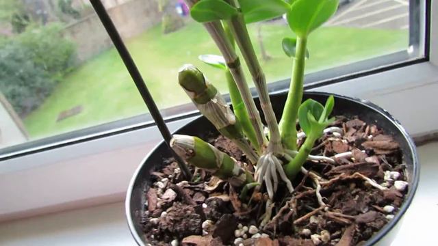 Dendrobium Orchid Update May 2016 смотреть онлайн