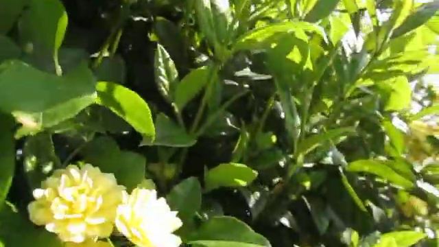 Dans notre jardin, le rosier fleurit. смотреть онлайн