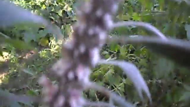 Пустырник пятилопастной.Спокойствие растет под ногами. смотреть онлайн