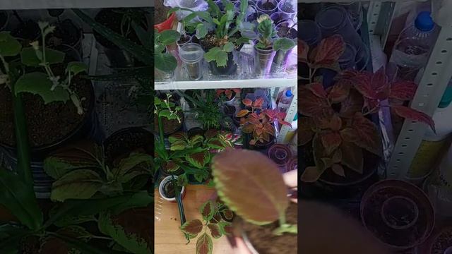 Колеусы. Мой тгк https://t.me/zeleniymirsanastasiey #растения #колеусы #цветы смотреть онлайн