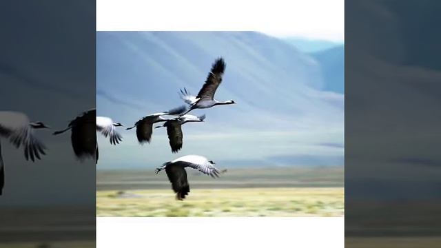 Жаш балдар учун куштар дуйносу