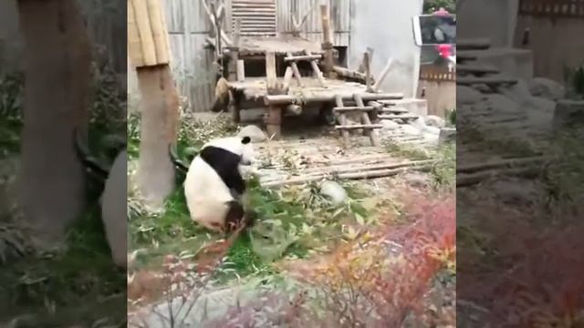 Кунг Фу Панда реально существует (приколы животные, веселые видео, смех, юмор, позитив) смотреть онлайн