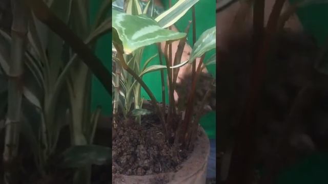 Maceta planta Dracaena sanderiana y planta calathea - Maravillo Arreglo смотреть онлайн