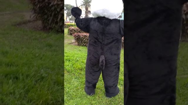 Oso panda confección disfraces campanitas WhatsApp +51965359880 смотреть онлайн
