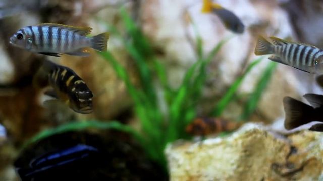 Виртуальный аквариум. Релакс / Virtual aquarium. To relax смотреть онлайн