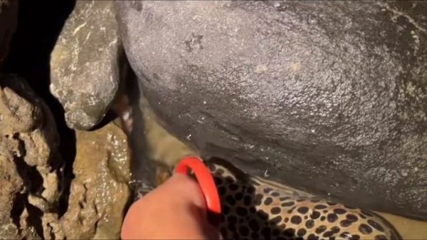 Fisherman Catching Octopus and Fish. Foraging for Seafood.