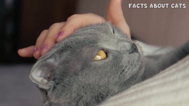 British Shorthair vs Scottish Fold - What You Need To Know смотреть онлайн