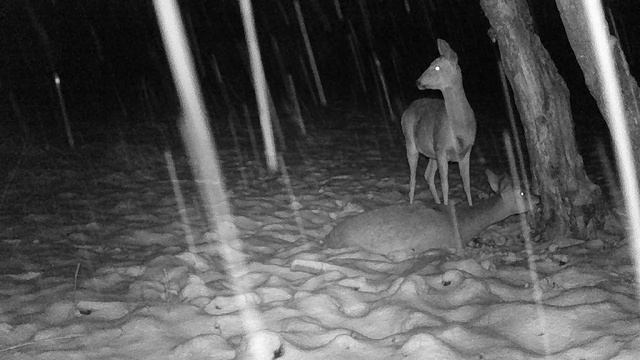 Новый солонец. Козы и свинья.