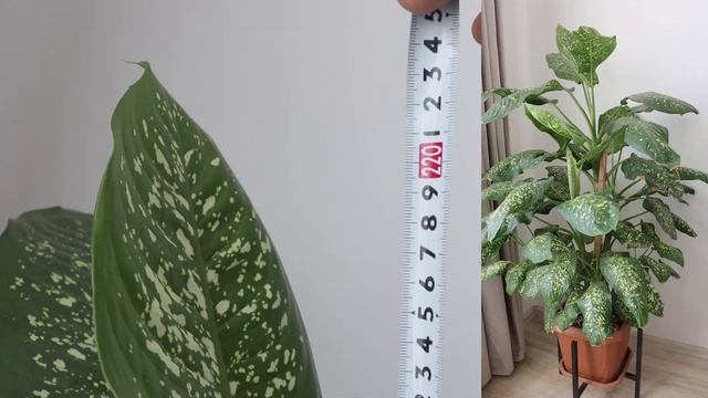 Growing my monster plant|2 meter high dieffenbachia|Dumb cane indoor plant смотреть онлайн