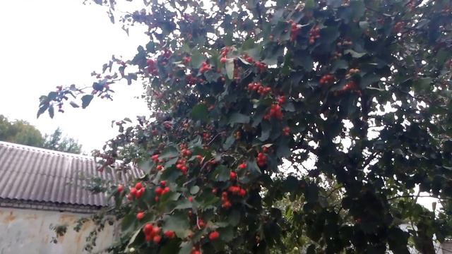 У природы просим дождик🙏 #25августа #2023год #+20° #прохладно #сильныйветер #восходсолнца смотреть онлайн