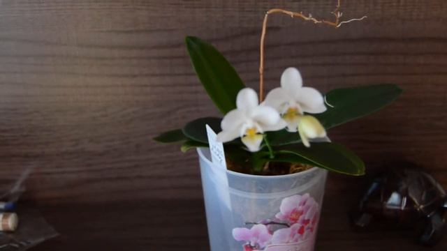 Little Lady расцвела и Sogo от Анны Румянцевой) смотреть онлайн