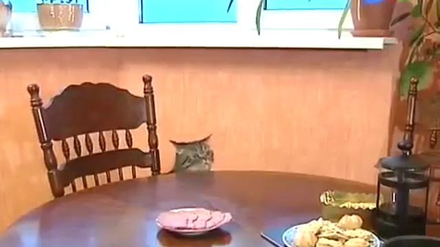 Как отучить кошку лазить на стол , драть обои и есть цветы YouTube 360p смотреть онлайн