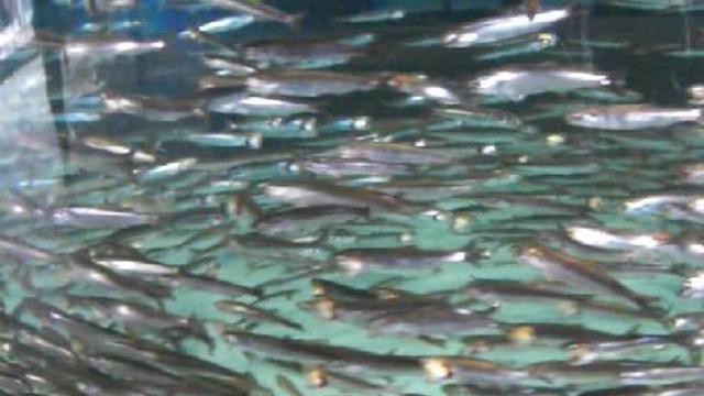 монтерей. аквариум 038 смотреть онлайн