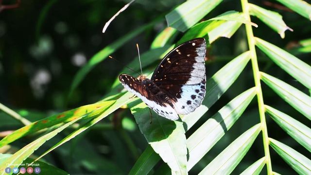 Музыка для релаксации! Лечит душу и полезна для сердца! Лучшие композиции Сергей Грищук