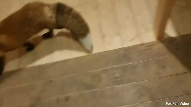 Лиса Алиса. Alice the fox. Теперь у Алисы новый дом. смотреть онлайн