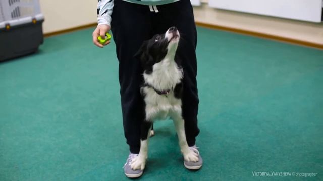 Лена и Бордер колли Челса. Тренировка по аджилити. смотреть онлайн