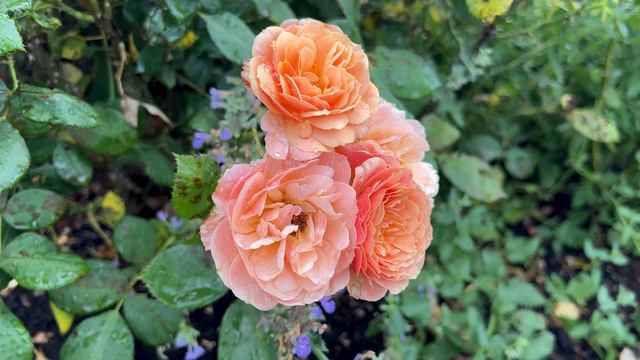 🌹 State Of Grace Rose Review | Bedard Rose | 2nd Year/ WEKspodotogi