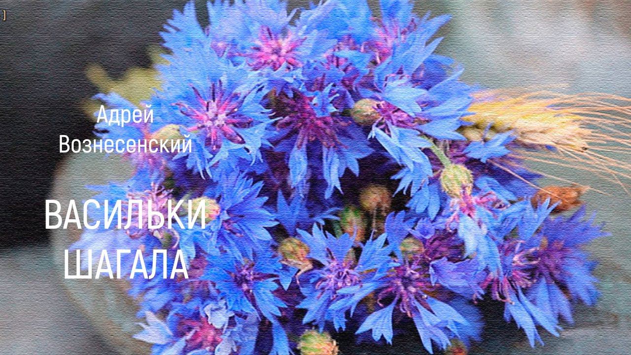 Андрей Вознесенский "ВАСИЛЬКИ ШАГАЛА" смотреть онлайн