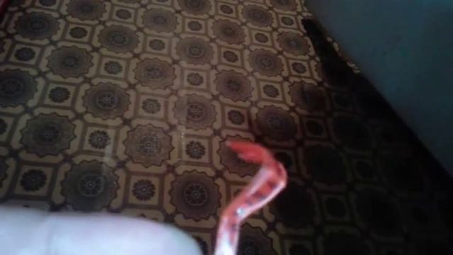 Приспособление по выкручиванию клеща из подручных материалов смотреть онлайн