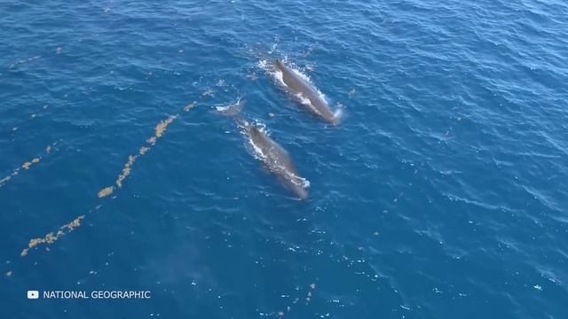Посмотрите, на Что Способен Самый Опасный Кит в Мире смотреть онлайн