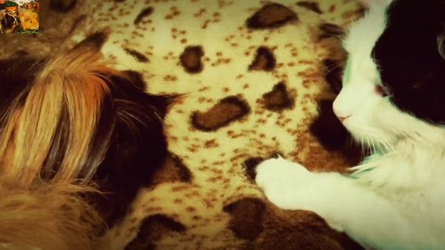 и всё-таки она есть - ДРУЖБА кошек и мышек 🤗🤗🤗 смотреть онлайн