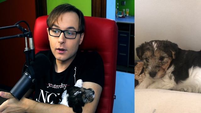 Смешной щенок - Жесткошёрстный фокстерьер. Милая собака! Little dog / Советую купить такого щенка! смотреть онлайн