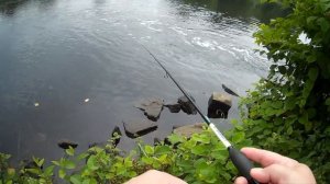 Мормышинг  на реке с течением. Силиконовый мотыль Salamandra.Секреты удачной рыбалки.