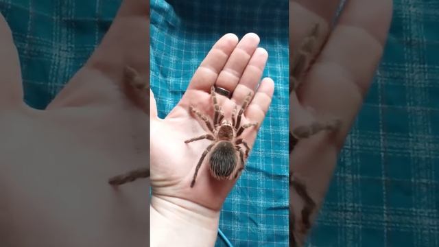 Машенька на прогулке. Толстая и мохнатая попа! /lasiodora parahybana смотреть онлайн