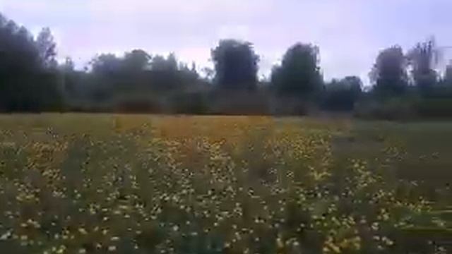 Купальница. Бурное майское цветение. Очень красивый, краснокнижный цветок. смотреть онлайн
