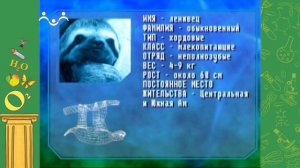 АЗН. Биология. Джунгли. Ленивцы. Почему у утки 2 желудка