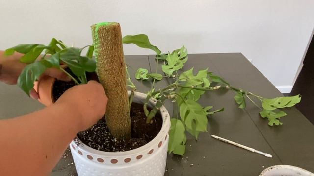 Transplante de Rhaphidophora tetrasperma o mini monstera смотреть онлайн