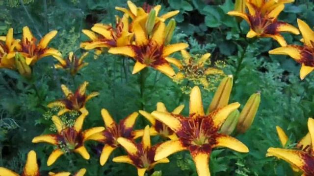 Женщина-Лето смотреть онлайн