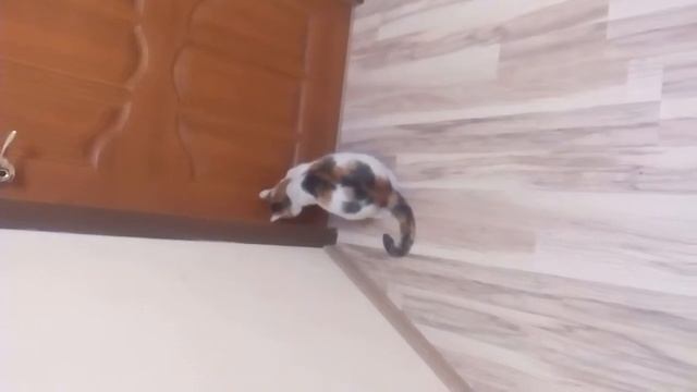 Кошка хочет открыть дверь