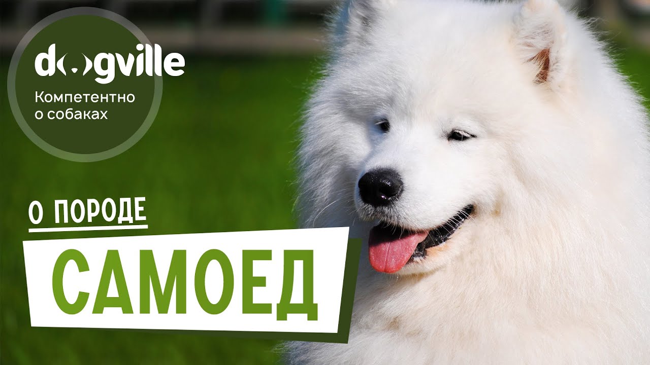 Самоед - О породе - Как выбрать щенка Самоеда? смотреть онлайн