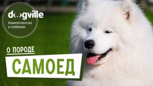 Самоед - О породе - Как выбрать щенка Самоеда?