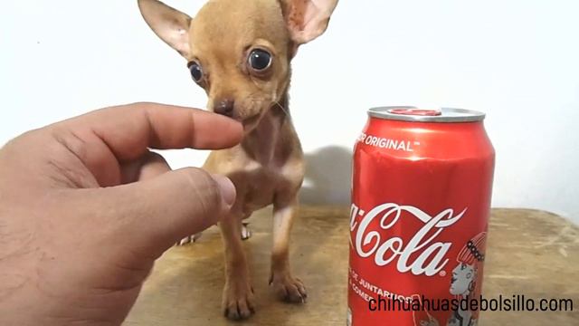 Micro Chihuahua Hembra color Caramelo de Ojos Verdes смотреть онлайн