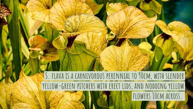9 plants for sunny spots смотреть онлайн