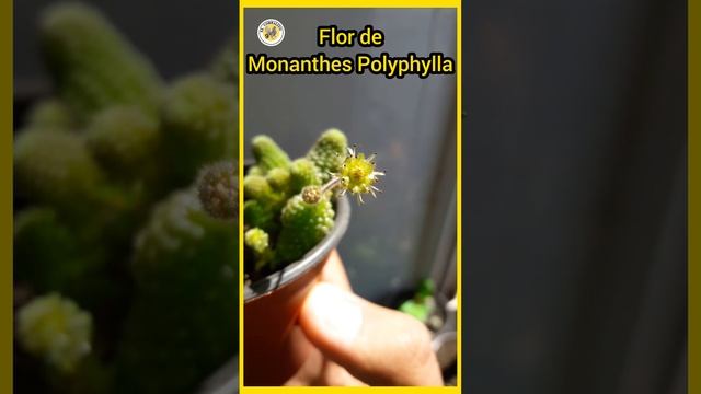 Flor de Monanthes Polyphylla ❤?? #short смотреть онлайн