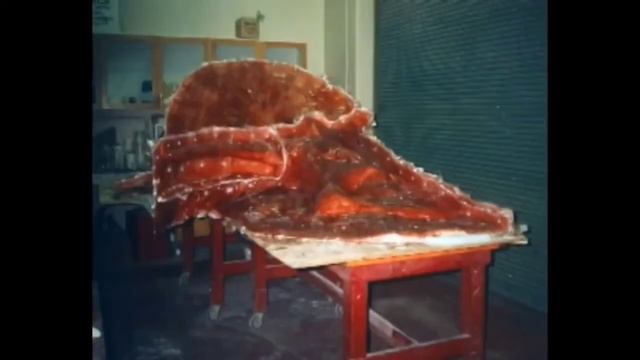 Эотрицератопс большой цератопсид, больше трицератопса | Eotriceratops. смотреть онлайн