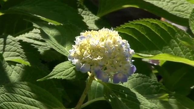 Hydrangea: Macrophylla смотреть онлайн