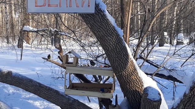 Штаб Белки в Барнауле смотреть онлайн