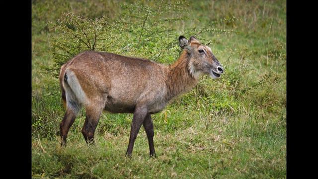 Сафари. Кения 2. Safari. Kenya 2. 游猎。 肯亚2。 смотреть онлайн