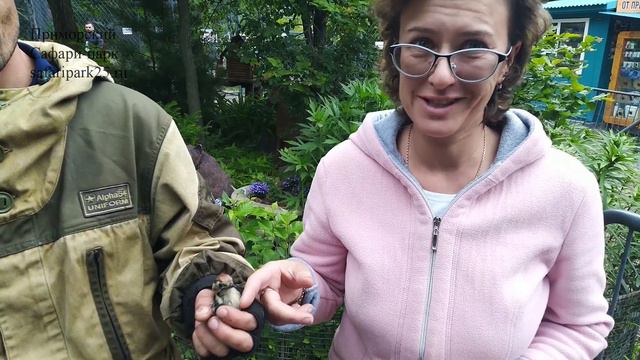 В ПРИМОРСКИЙ САФАРИ ПАРК ПОСТУПИЛ РАНЕНЫЙ ПТЕНЕЦ ПЁСТРОГО ДЯТЛА смотреть онлайн