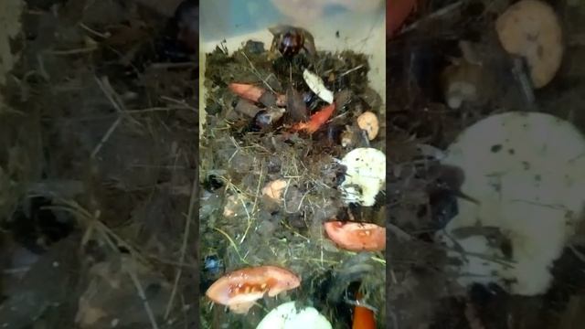 Африканские улитки смотреть онлайн