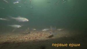 Как ловить ерша зимой. Тонкости ловли ерша. Где обитает ёрш? Рыбалка на ерша.